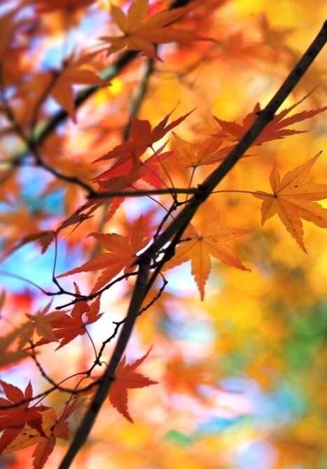Beautiful,Colors,Of,Autumn.,Beautiful,Autumn,Colors,Of,A,Japanese