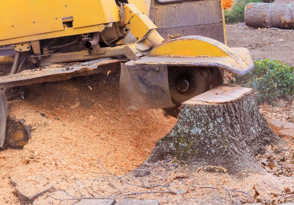 Stump,Grinder,Machine,Is,Grinding,Tree,Stump,In,Yard,,With